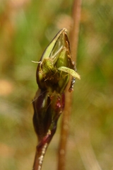 Microseris scapigera