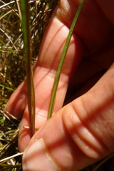 Microseris scapigera