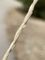 Thinopyrum intermedium barbulatum