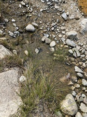 Eleocharis rostellata