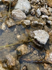 Eleocharis rostellata