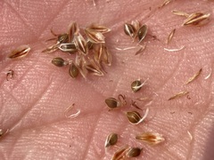 Eleocharis rostellata