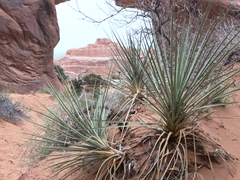 Yucca angustissima angustissima