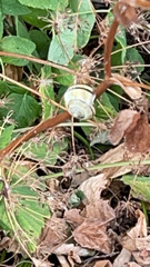 Cepaea nemoralis