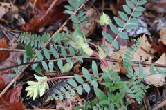 Astragalus tennesseensis