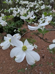 Cornus florida