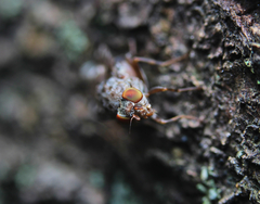 Pseudotephritis