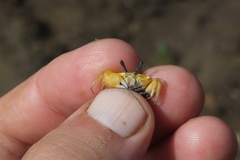Tubuca coarctata
