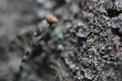 Pseudotephritis