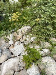 Ligusticum canbyi