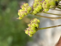 Ligusticum canbyi