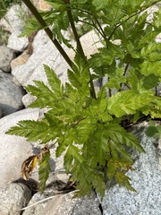 Ligusticum canbyi