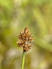 Carex neurophora