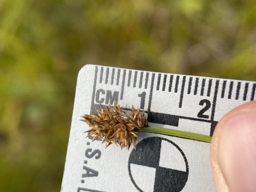 Image of Alpine Nerve Sedge (Carex neurophora) by (c) Matt Berger, some rights reserved (CC BY)