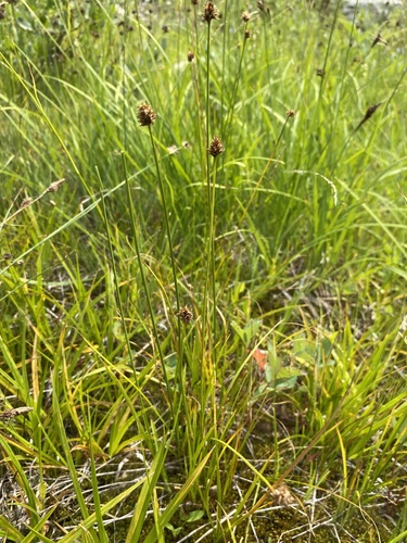 Image of Carex neurophora by (c) Matt Berger, some rights reserved (CC BY)