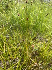 Carex neurophora