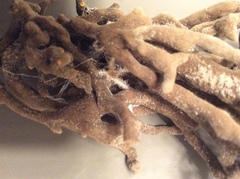 Amphipholis squamata