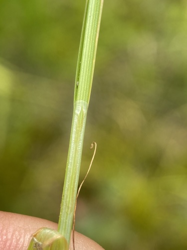 Image of Carex neurophora by (c) Matt Berger, some rights reserved (CC BY)