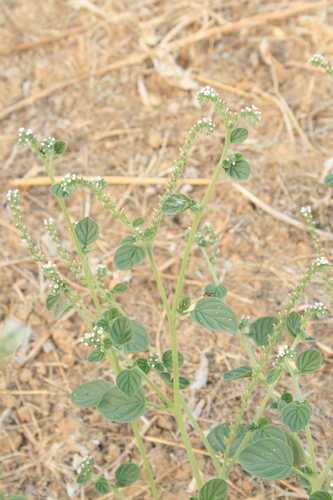 European heliotrope