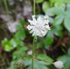 Astrantia