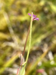 Epilobium glaberrimum