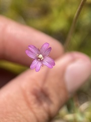 Epilobium glaberrimum