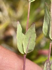 Epilobium glaberrimum