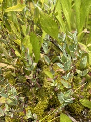 Epilobium glaberrimum