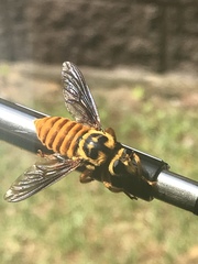 Laphria saffrana