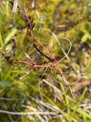 Epilobium glaberrimum