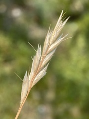 Danthonia intermedia