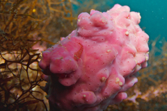 Cochleoceps orientalis