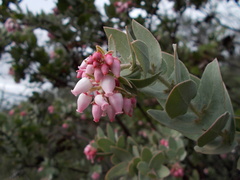 Arctostaphylos auriculata