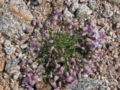 Silene stenophylla