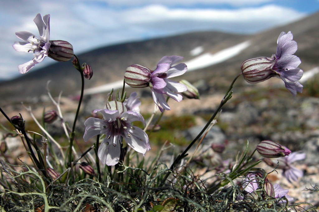 narrow-leaved campion (Silene stenophylla)  iNaturalist