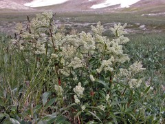 Koenigia tripterocarpa