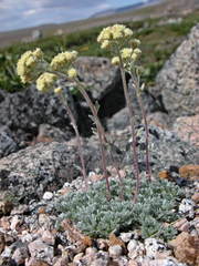 Artemisia glomerata