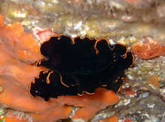 Pseudobiceros splendidus