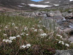 Cardamine digitata