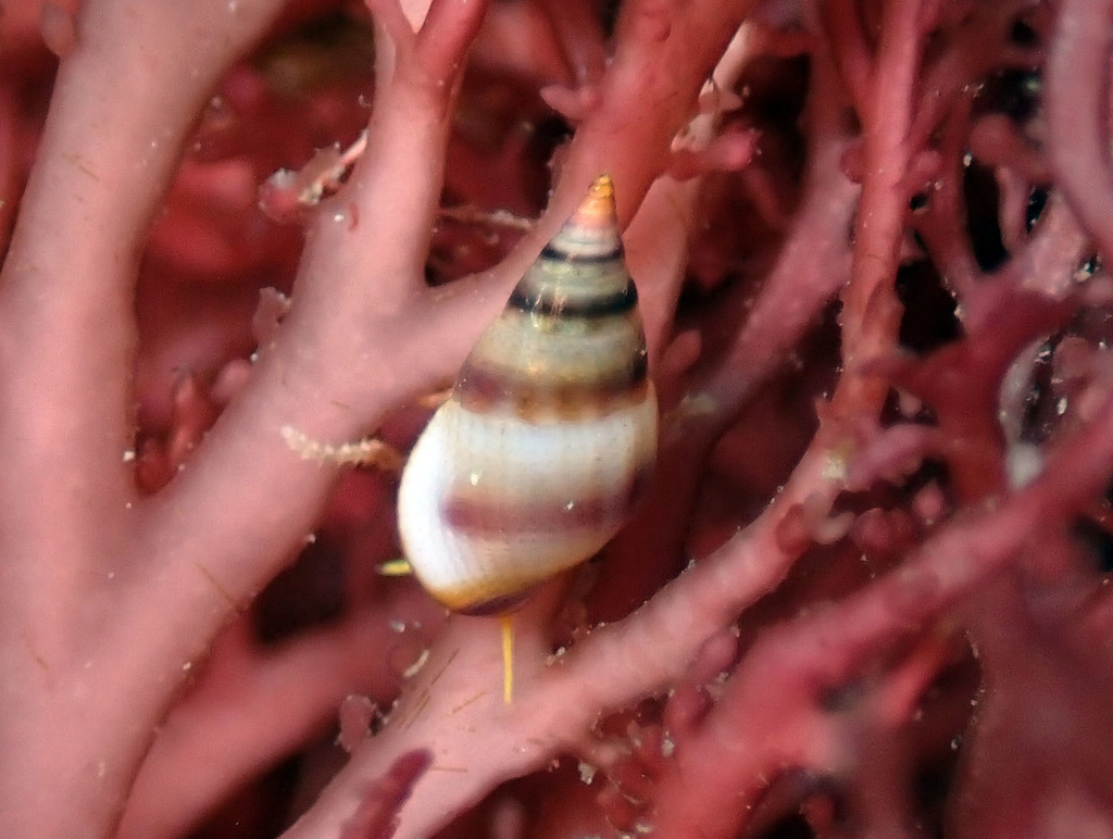 Rissoa violacea