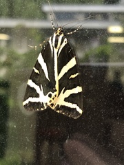 Euplagia quadripunctaria