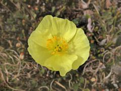 Papaver macounii discolor