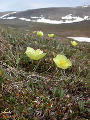 Papaver macounii discolor