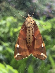 Euplagia quadripunctaria