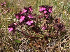 Pedicularis pennellii