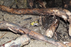 Austruca triangularis