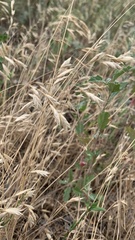 Bromus squarrosus