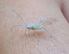 Calaphidina