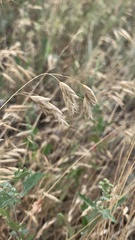 Bromus squarrosus