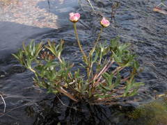 Ranunculus glacialis camissonis
